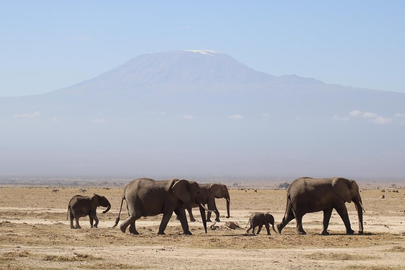 Safari Adventure